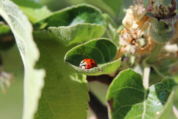 6.2.4. Environnement et biodiversité