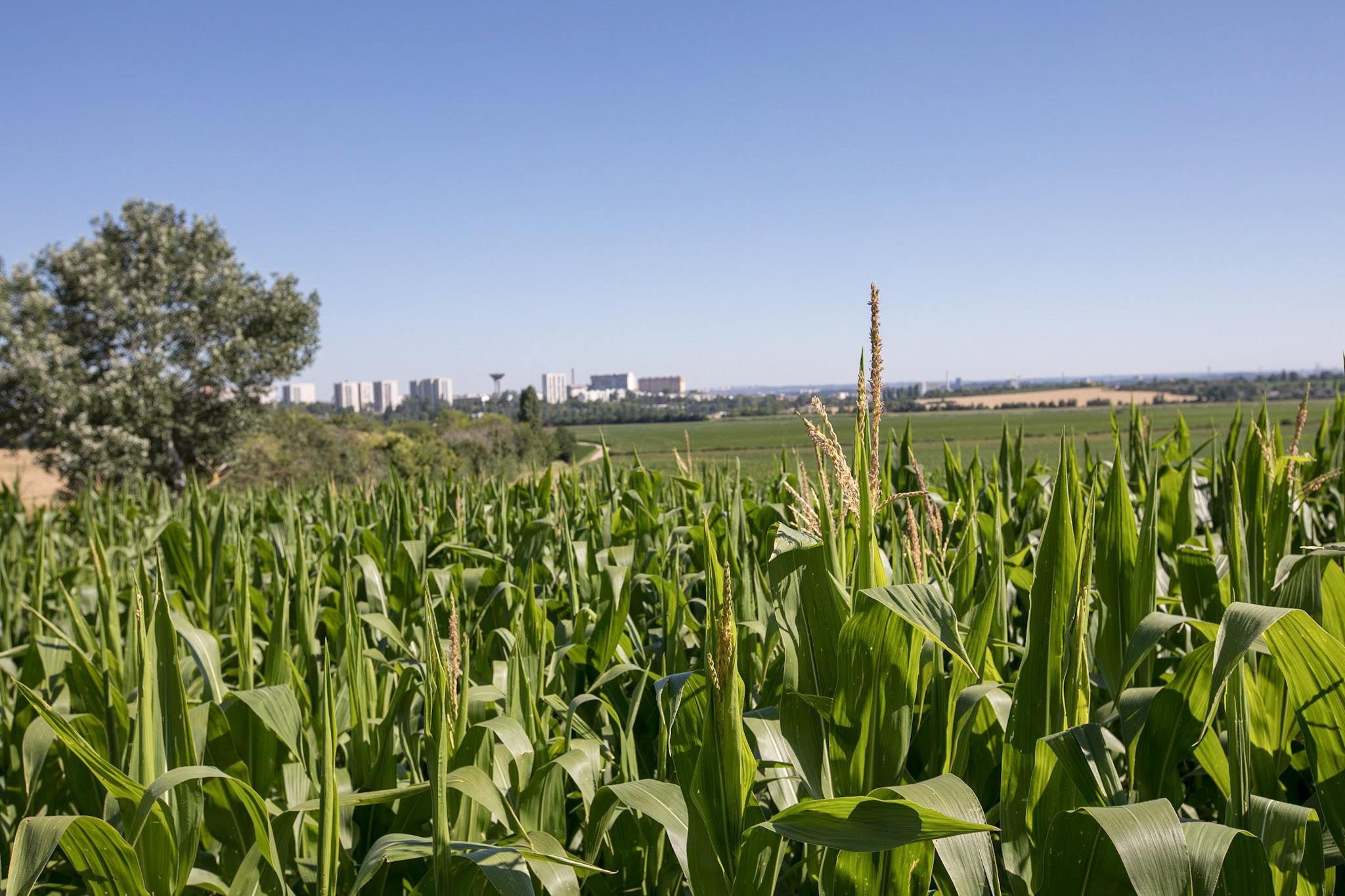 Agriculteur Grandes Terres