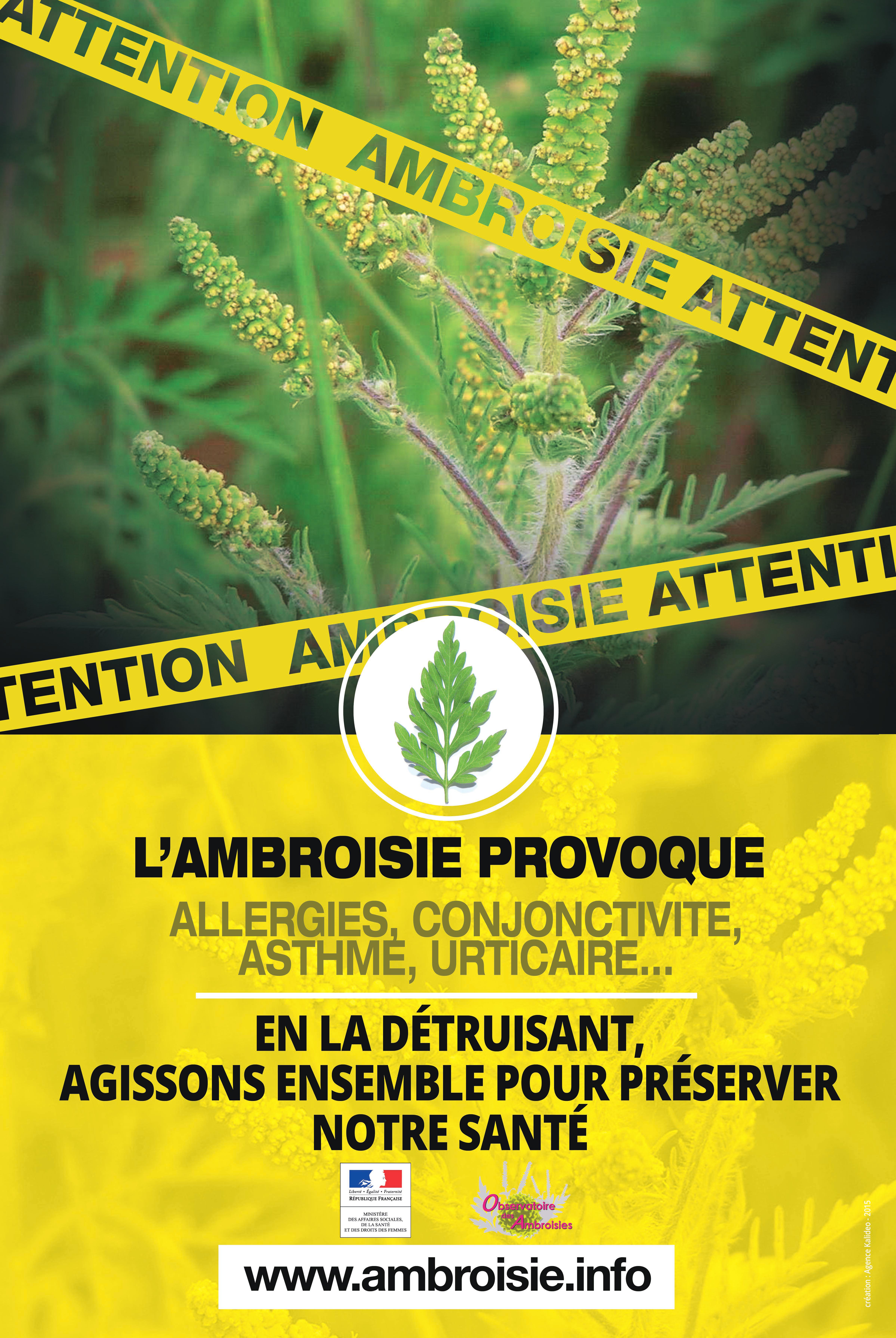 affiche ambroisie